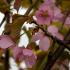 Prunus sargentii Rancho cherry tree with pink flowers