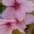Prunus Sargentii Rancho, a spectacular ornamental flowering cherry tree. Buy online with UK delivery.