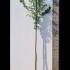 Prunus Schmittii Flowering Cherry 3-3.75 m buy online UK.