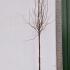 Prunus Serrula Tibetan Cherry 3-3.5 m buy online UK.