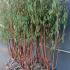 Prunus Serrulata Branklyn Multistem 2.5-3 m buy online UK.