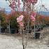 Prunus Serrulata Kanzan Flowering Cherry 1-1.25 m buy online UK.