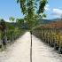 Prunus Serrulata Kanzan Flowering Cherry 2-2.5 m buy online UK.