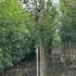 psk 2.5-3 m buy online UK.