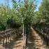 psk 2.5-3 m buy online UK.