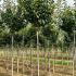 Prunus Serrulata Kanzan Flowering Cherry 3-3.5 m buy online UK.
