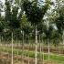 Prunus Serrulata Kanzan Flowering Cherry 3.5-4 m buy online UK.