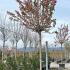 Prunus Serrulata Kanzan Flowering Cherry 3-3.5 m buy online UK.