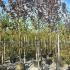 Prunus Serrulata Royal Burgundy 3.5-4 m buy online UK.