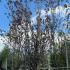 Prunus Serrulata Royal Burgundy 4-4.5 m buy online UK.