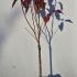 Prunus Serrulata Royal Burgundy 50-70 cm buy online UK.