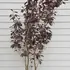 prunserrroyburg 1.75-2 m buy online UK.