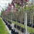 Prunus Serrulata Royal Burgundy 2.5-3 m buy online UK.