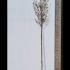 Prunus Serrulata Shirofugen Japanese Cherry 2.75-3.25 m buy online UK.