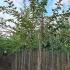 Prunus Subhirtella Autumnalis 3.5-4 m buy online UK.