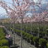 psar 2-2.5 m buy online UK.