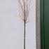 Prunus Subhirtella Autumnalis Rosea 3-3.5 m buy online UK.