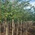 Prunus Subhirtella Autumnalis Rosea 3.1-3.5 m buy online UK.