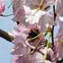 Prunus Subhirtella Autumnalis Rosea. Rosebud flowering cherry tree for sale online. Buy with UK delivery.