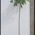 Prunus Subhirtella Pendula Rosea 2-2.25 m buy online UK.