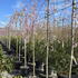 prusubpenrosea 2-2.4 m buy online UK.