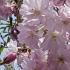 Weeping Pink Cherry Tree Spring Blossom for sale online from our London plant centre, UK