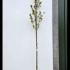 Prunus Tai Haku Great White Cherry  3-3.5 m buy online UK.