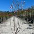 Prunus Triloba Rosenmund Flowering Almond or Cherry Almond 1.25-1.5 m buy online UK.