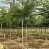 Prunus Yedoensis Yoshino Cherry 3.5-4 m buy online UK.