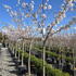 py 2-2.5 m buy online UK.
