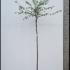 Prunus Yedoensis Yoshino Cherry 3-3.5 m buy online UK.