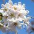 Prunus Yedoensis Yoshino Cherry is a popular ornamental tree known for its elegant pink blossoms that blanket the tree in spring. A favourite for gardens and streetscapes, it adds a touch of charm to any landscape.