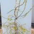pcs 1.5-1.75 m buy online UK.