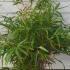 Pseudosasa Japonica Bamboo 80-100 cm buy online UK.