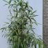 Pseudosasa Japonica Bamboo 1.7-2 m buy online UK.