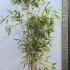 Pseudosasa Japonica Bamboo 2.5-3 m buy online UK.