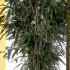Pseudosasa Japonica Bamboo 1-1.25 m buy online UK.