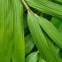 Bambusa Metake or Pseudosasa Japonica - for sale online, London UK, nationwide delivery UK