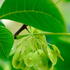 Ptelea Trifoliata or Common Hoptree, a small tree with highly decorative seeds. Buy online UK delivery
