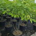 ptch 1-1.25 m buy online UK.