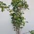 Ptelea Trifoliata Common Hoptree 1-1.25 m buy online UK.