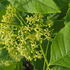 Ptelea trifoliata common hoptree with glossy green foliage and small fragrant flowers
