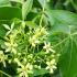 Ptelea Trifoliata Common Hoptree is a hardy deciduous shrub with aromatic leaves greenish-yellow flowers and decorative seed pods adding interest year-round