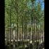 Pterocarya Fraxinifolia - Caucasian Wingnut 4-4.5 m buy online UK.