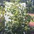 Pterostyrax Corymbosa a medium sized deciduous tree that produces clusters of white fragrant flowers and winged fruits, lovely foliage colours in autumn. Buy UK