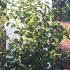 Pterostyrax Corymbosa Epaulette Tree 2-2.5 m buy online UK.