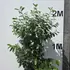 prunusl 1.5-1.75 m buy online UK.