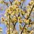 Salix Caprea Pussy Willow trees, good choice for small gardens, buy online UK delivery.