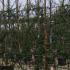 Pyracantha - Firethorn - Red Berries Variety 1.8 m buy online UK.
