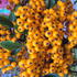 This robust, thorny shrub is perfect for hedging, borders, or attracting birds with its vibrant, long-lasting berries